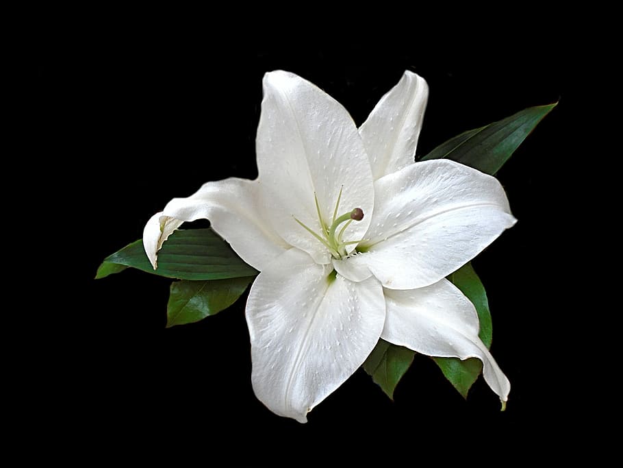 Lily, White, White, Flower, Spring, Floral, garden, blossom HD wallpaper