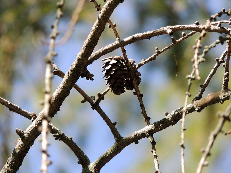 larch, tree, branch, autumn, nature, plant, animals in the wild HD wallpaper