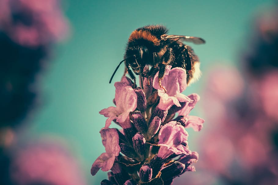 brown bee on purple flower in bokeh photography, selective focus photography of bumblebee perched on purple petaled flower HD wallpaper