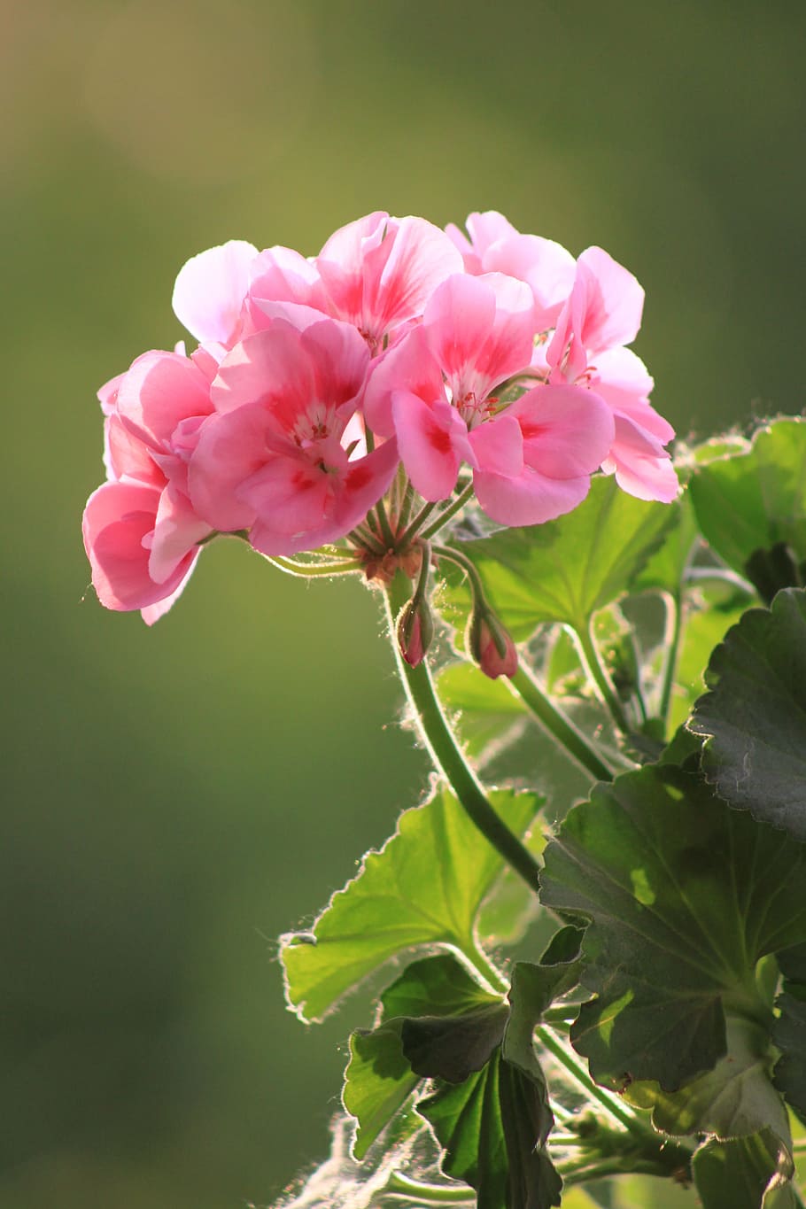 macro shot photography of pink flowers, Geranium, Nature, green HD wallpaper