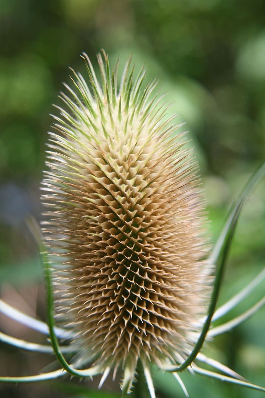 teasels, dipsacus, prickly, summer, autumn, seed, plant, nature HD wallpaper
