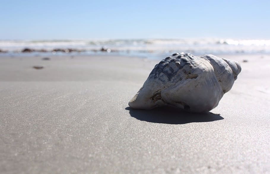 shell, beach, sun, summer, sea, tropical, coast, sand, water HD wallpaper