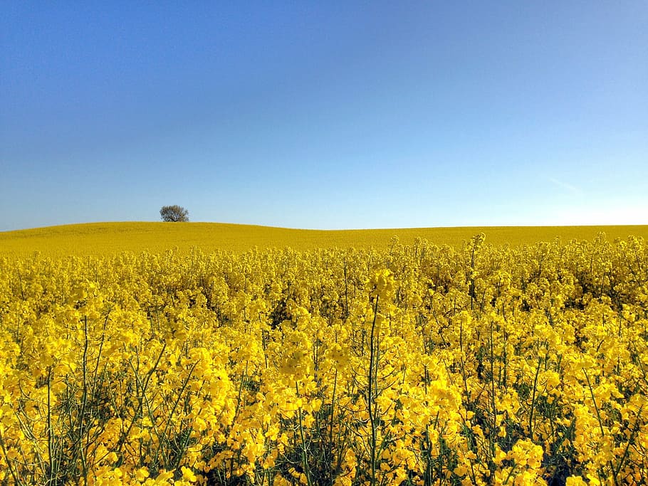 canola, field, go, summer, yellow, sweden, countryside, blue sky HD wallpaper
