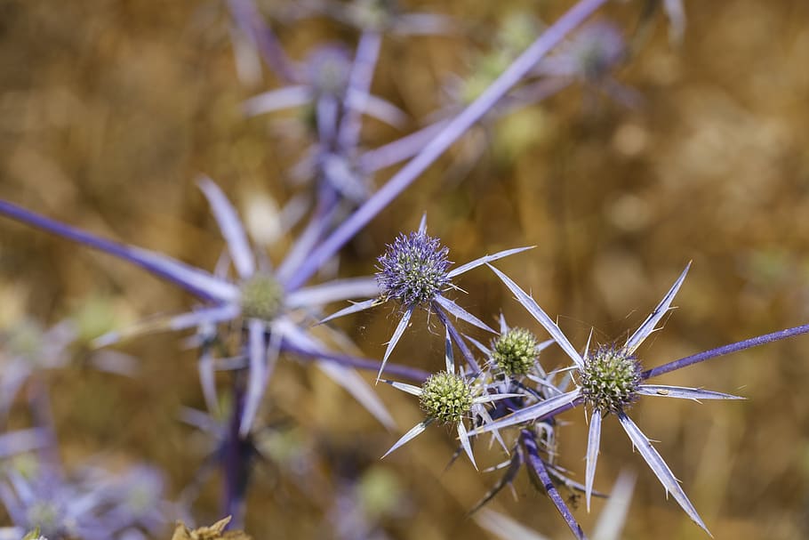 thistle, blue thistle, blaudistel, asteraceae weeds, medicinal plant, HD wallpaper