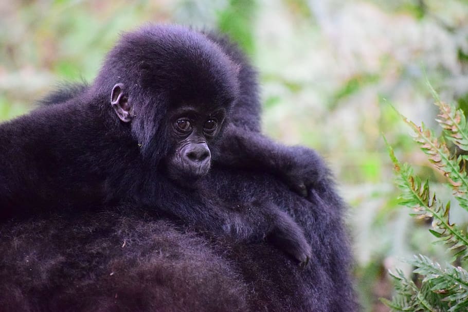 selective focus photography of black primate, mountain gorilla HD wallpaper