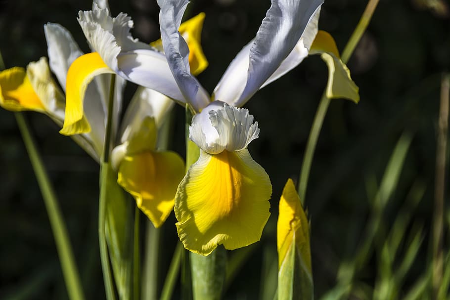 flora, flower, iris, blossom, plant, bright, wild, yellow, white HD wallpaper