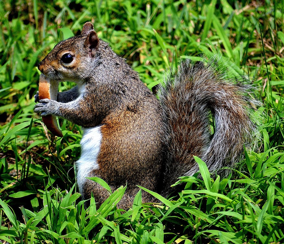 brown and gray squirrel eating bread, back yard, grass, nature HD wallpaper
