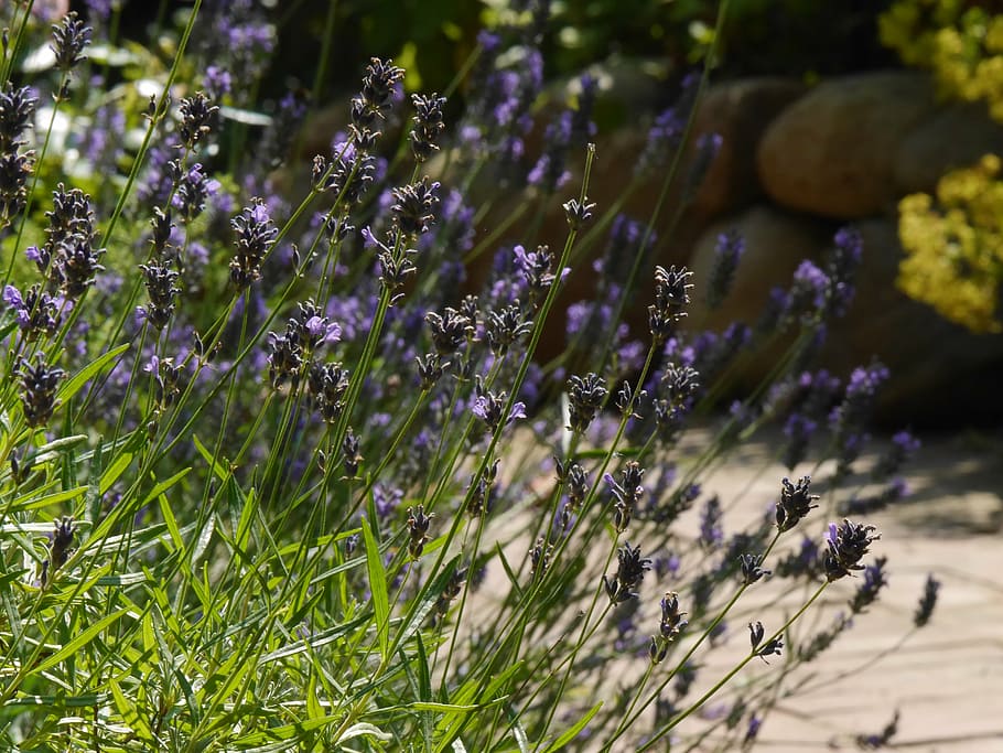 lavender, blossom, bloom, nature, garden, purple, flower, lavender flowers, HD wallpaper