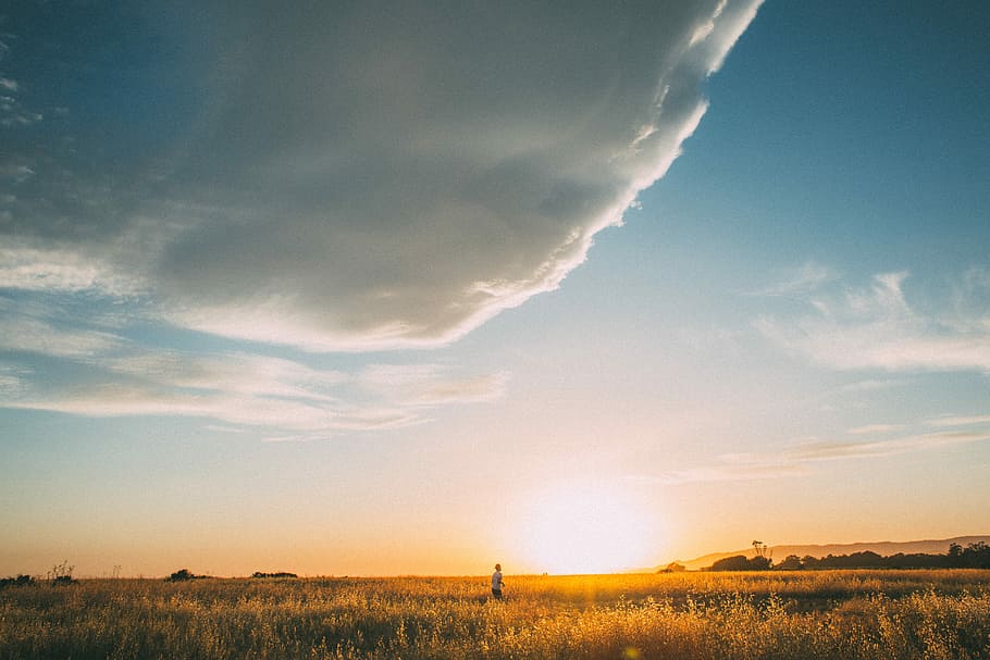 person standing on wheat field, person standing on brown plant field during sunset HD wallpaper