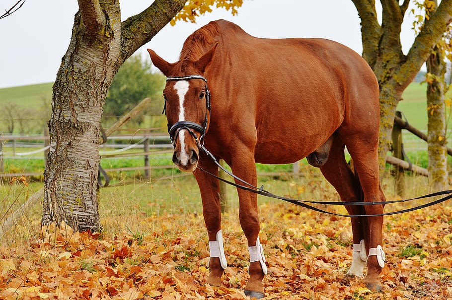 Horse, Animal, Ride, Brown, reiterhof, coupling, meadow, leaves, HD wallpaper