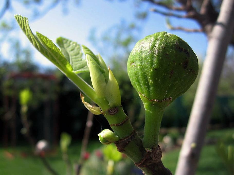 pear, tree, plant, a branch, garden, fruit, nature, food, green Color HD wallpaper