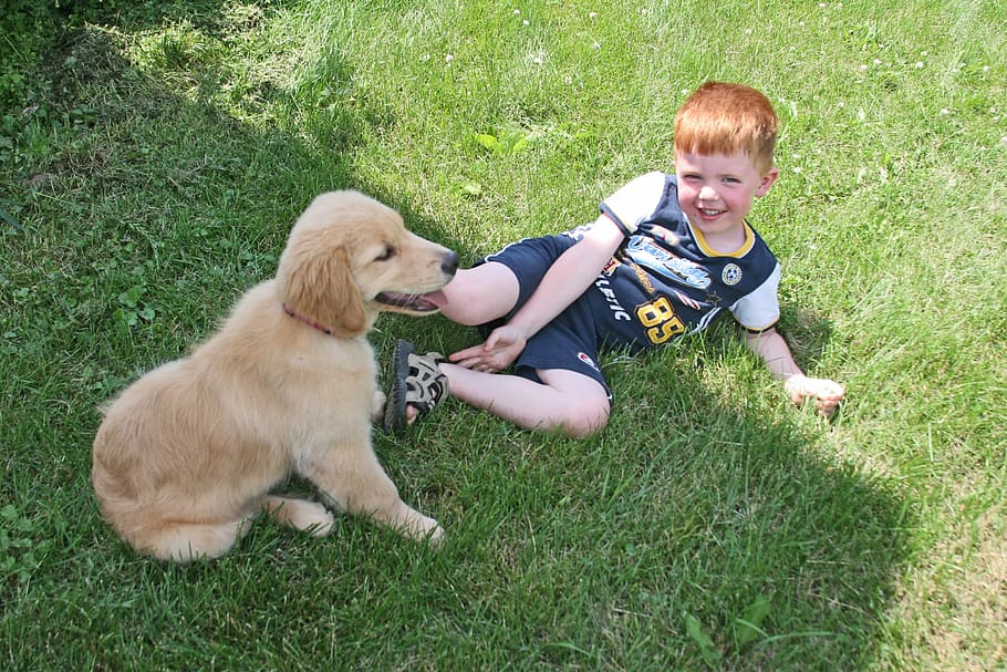 HD wallpaper: golden retriever puppy beside boy lying on green grass, dog, cute | Wallpaper Flare