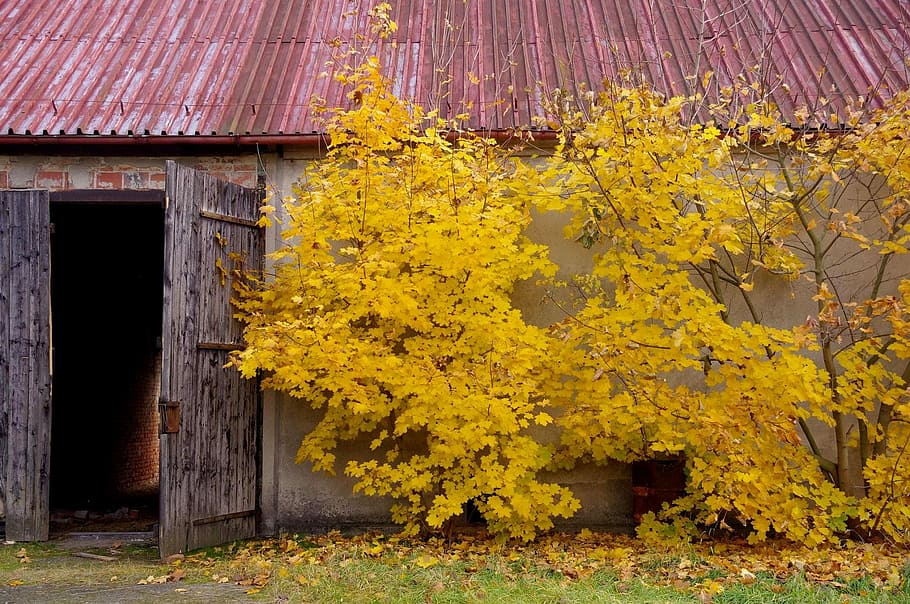Autumn, Leaf, Nature, Tree, Yellow, red, orange, spacer, park HD wallpaper