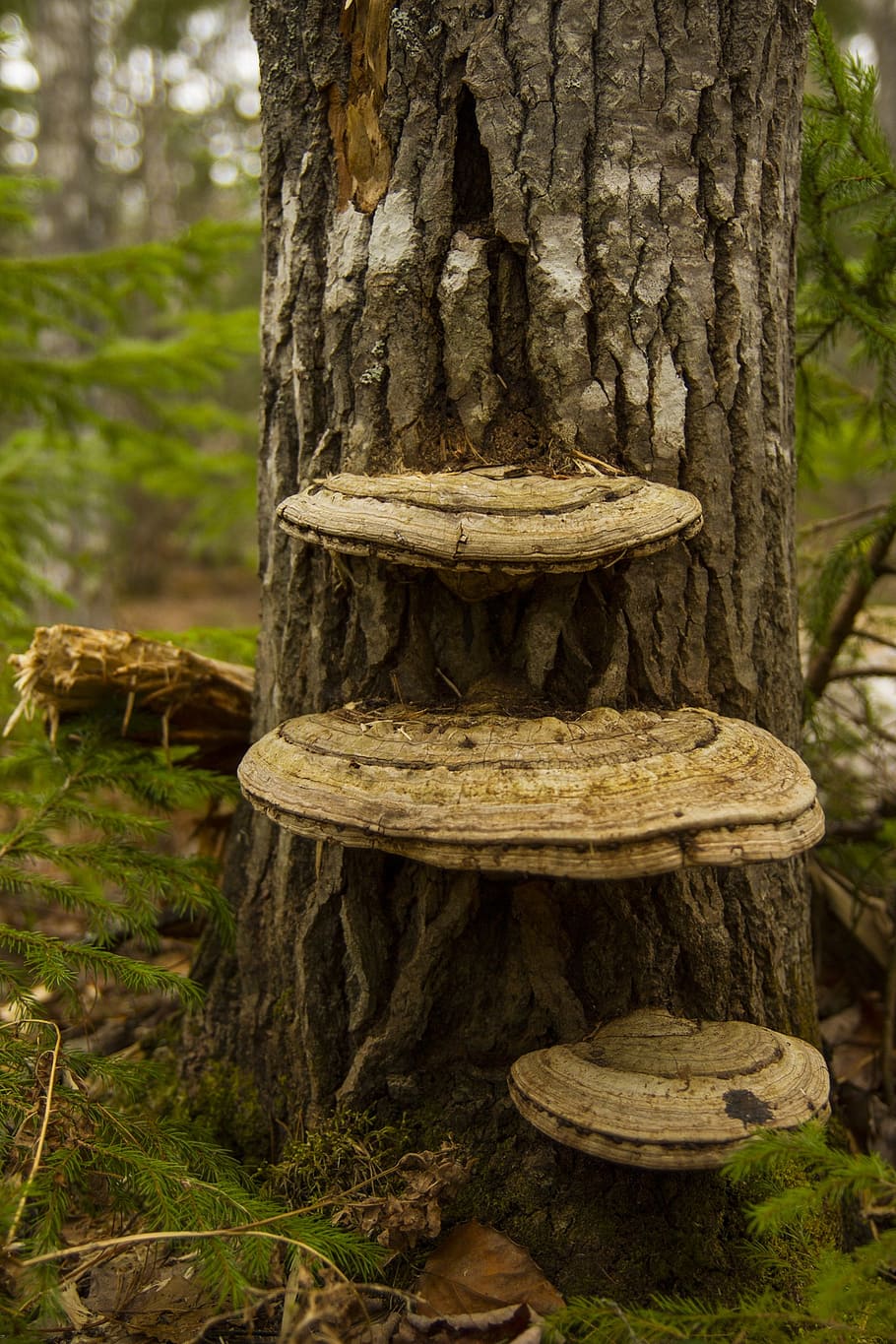 mushroom, wild, forest, nature, fungi, fungus, tree, trunk