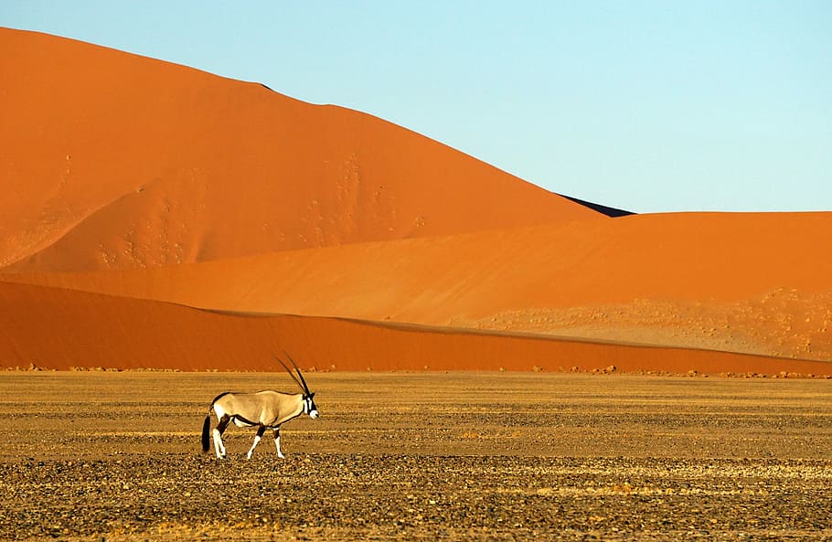 white and brown animal with antler on brown sand, brown antelope walking on brown field