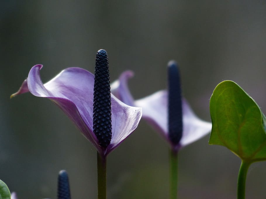 spathiphyllum, vaginal sheet, flower, blossom, bloom, purple, HD wallpaper