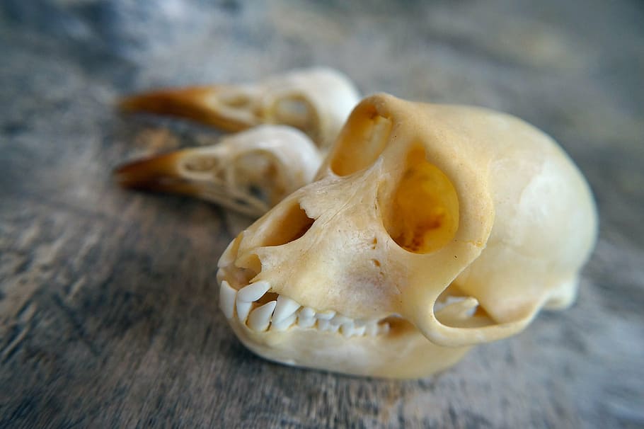 skull, monkey, mammal, bone, animal, food, food and drink, close-up HD wallpaper