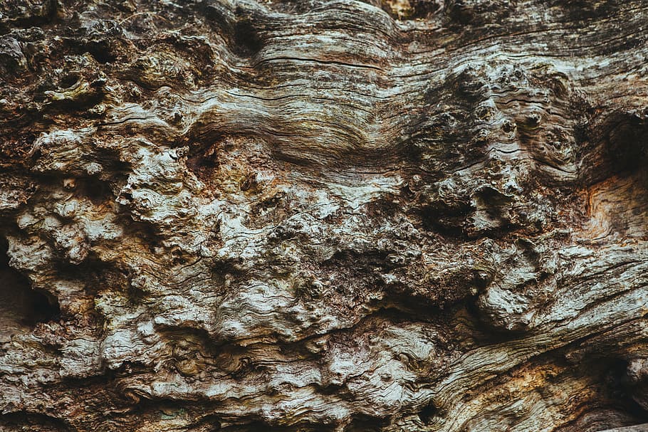 bark, tree, texture, wood, brown, nature, trunk, surface, rough HD wallpaper