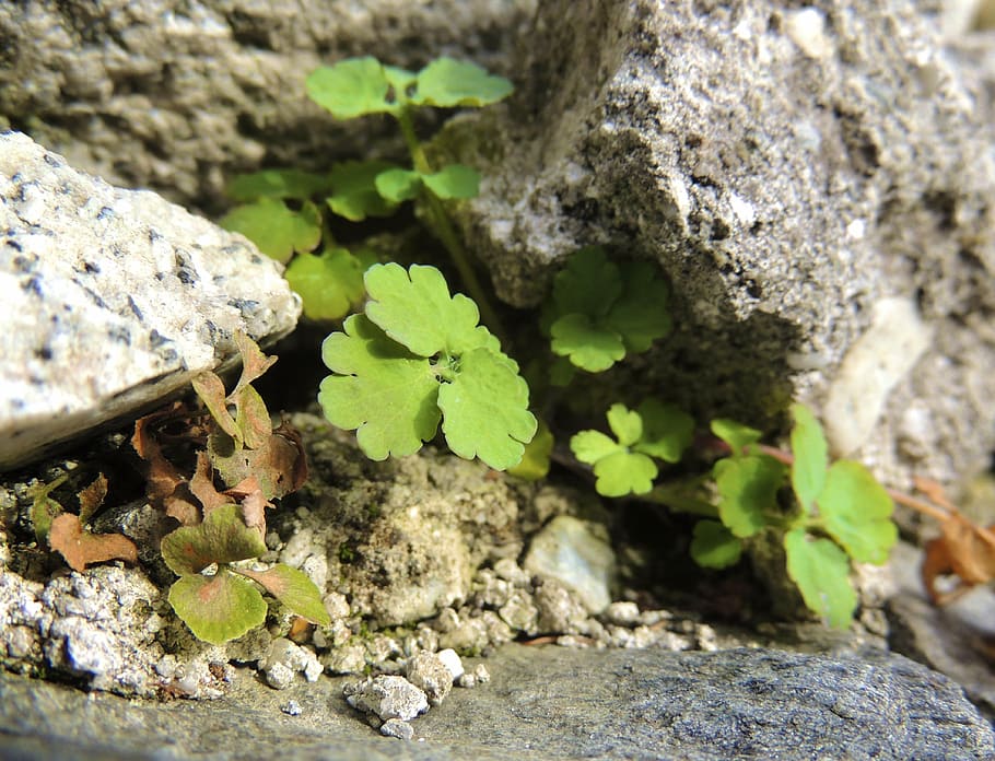klee, incomplete, plaenzchen, spring, sprout, plants, nature HD wallpaper
