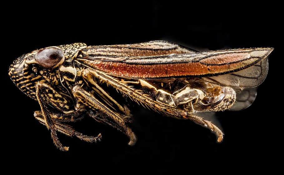 leafhopper, macro, insect, profile, wildlife, nature, bug, mounted HD wallpaper