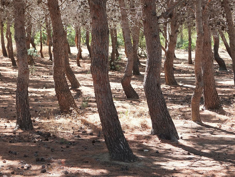 forest, pine, trees, conifer, nature, pine forest, pine family HD wallpaper
