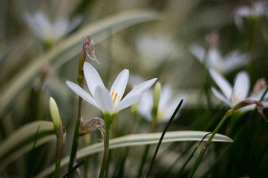 flowers, macro, bokeh, plant, growth, beauty in nature, freshness HD wallpaper