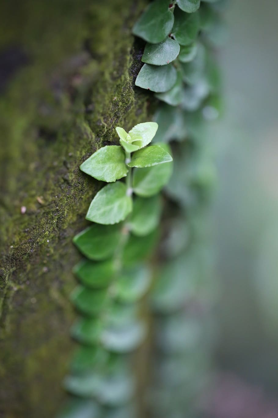 greenery, spring, tree, flag, plant, nature, grow, outdoor HD wallpaper