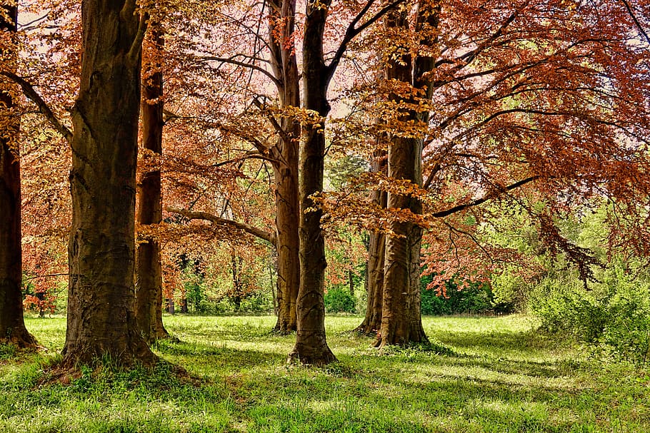 tall trees and green bushes on green grass field, spring, park HD wallpaper