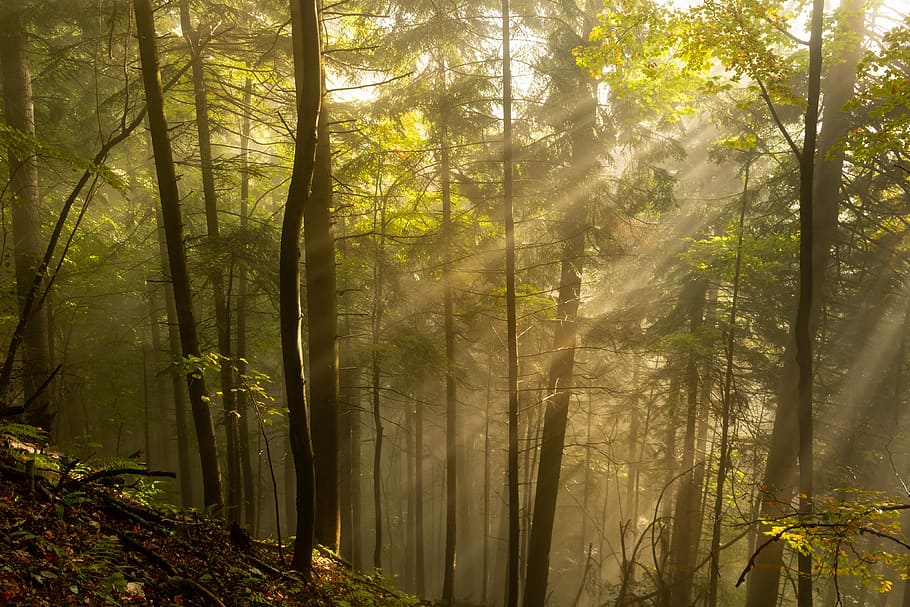 Under forest. "Солнце в лесу". Лес Кубани. Дневной Кубанский лес. Forest Sun обои.