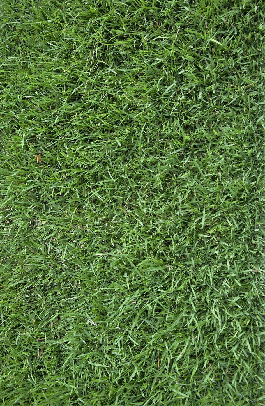 grass, texture, background, green grass, green color, full frame HD wallpaper