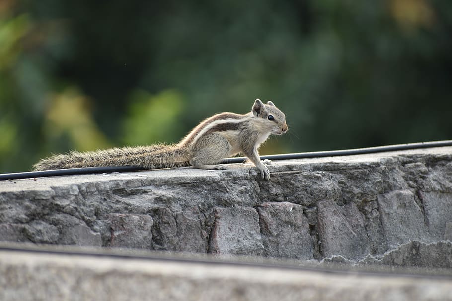 Squirrel, Rodent, Creature, one animal, animals in the wild HD wallpaper