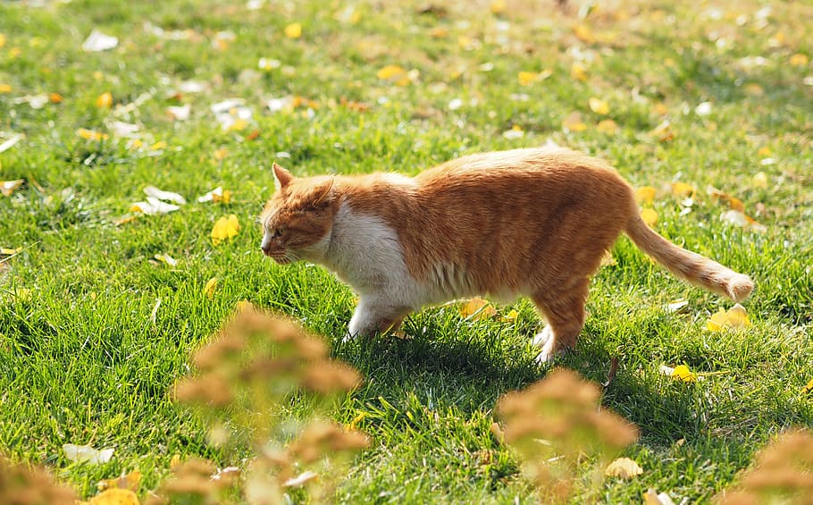 kitty, grassland, hunt, mammal, animal, one animal, animal themes HD wallpaper