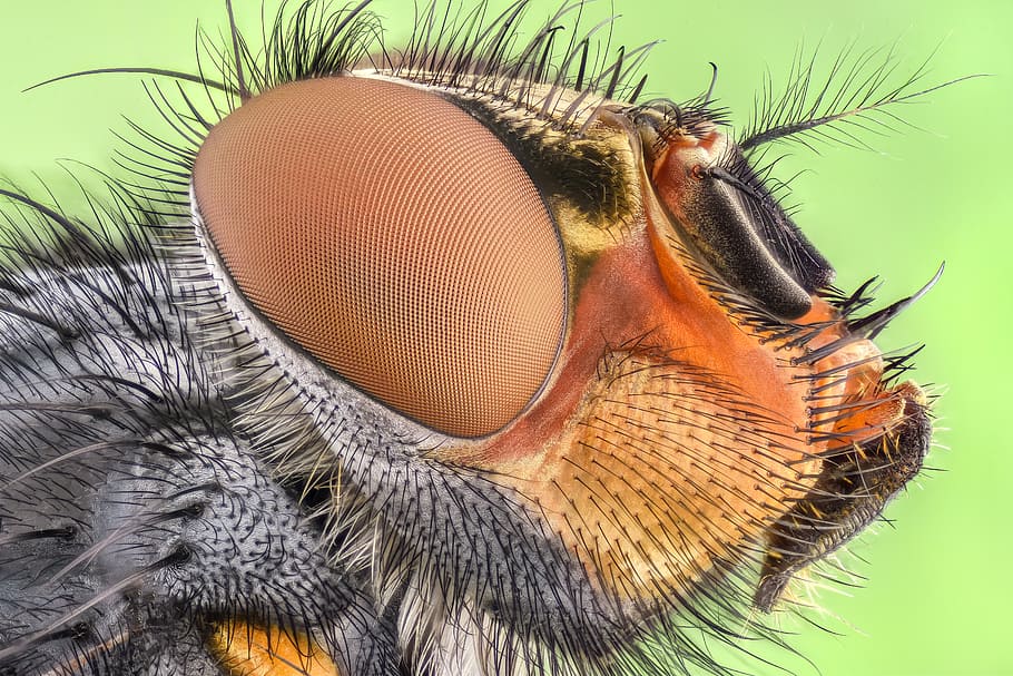 macro photo of gray and brown insect, bug, color, green, fly HD wallpaper