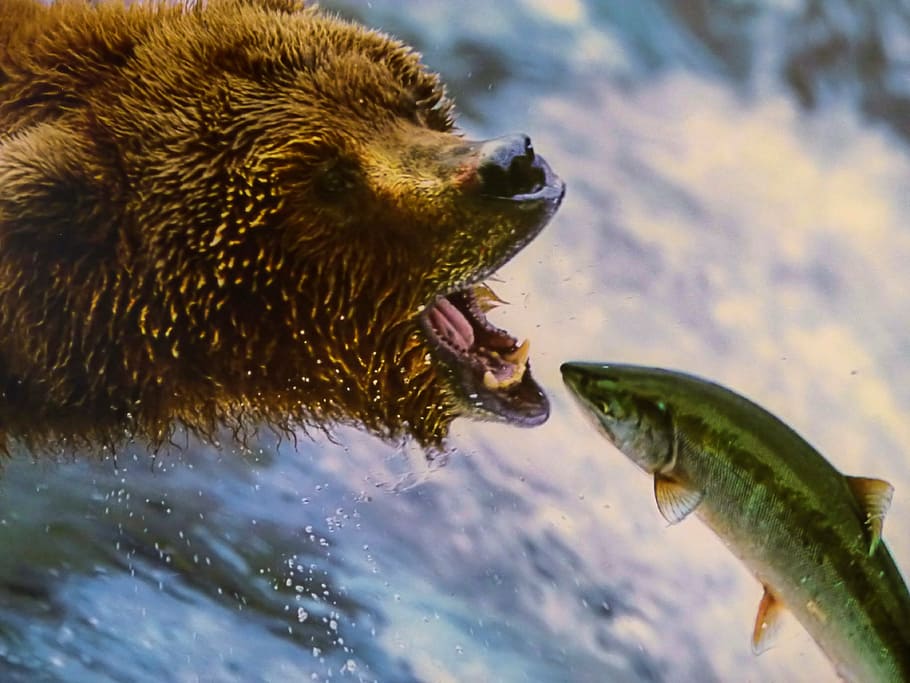 grizzly bear catching fish near waterfall, dangerous, animal