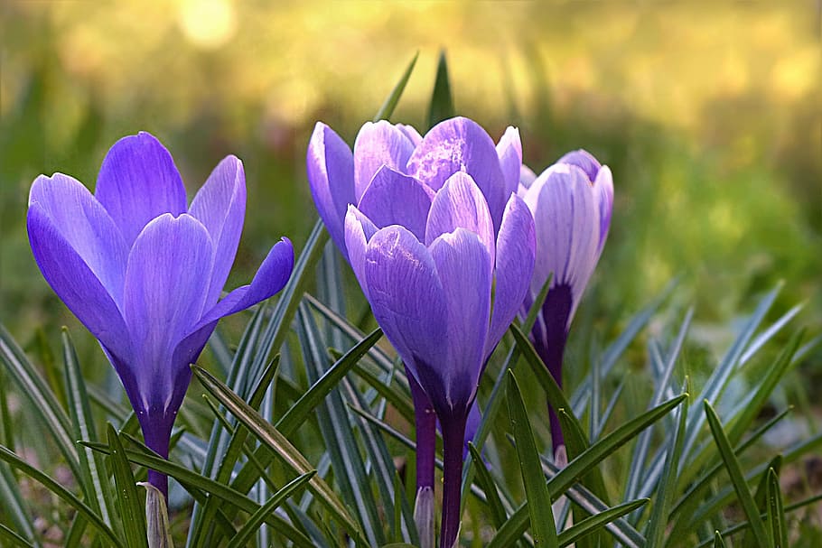 purple petaled flower, crocus, violet, spring, flowers, nature HD wallpaper