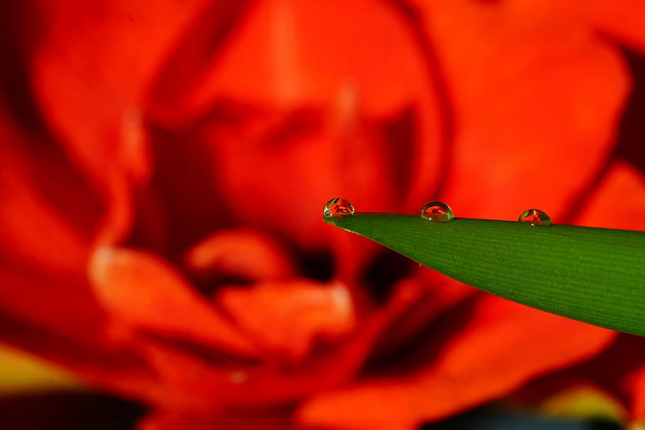 flower, drip, mirroring, flower drops, amarillis, close, drop of water HD wallpaper