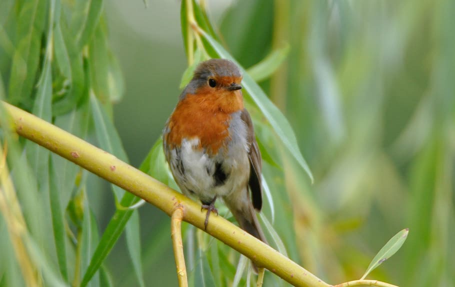 photo of orange, white, and grey bird, closeup photography of brown and black bird perched on tree HD wallpaper