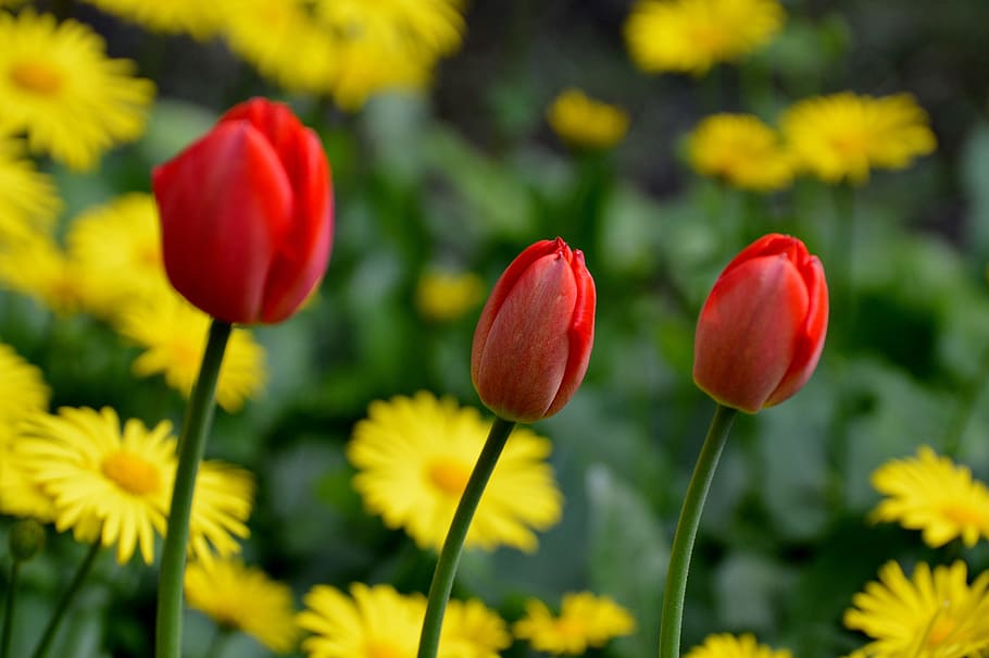 Tulips, Flower, Spring, Nature, red, close, yellow, plant, growth HD wallpaper