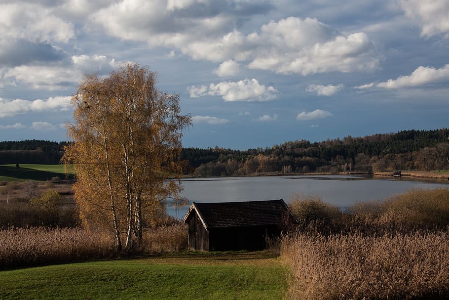 lake, tree, meadow, reed, phragmites australis, grass, poaceae HD wallpaper