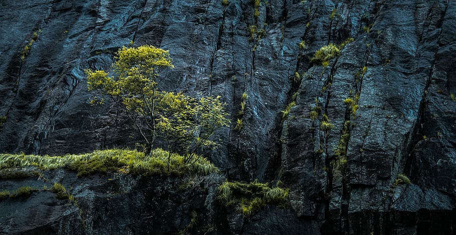 photo of green trees near cliff, green leafed tree on the mountain HD wallpaper
