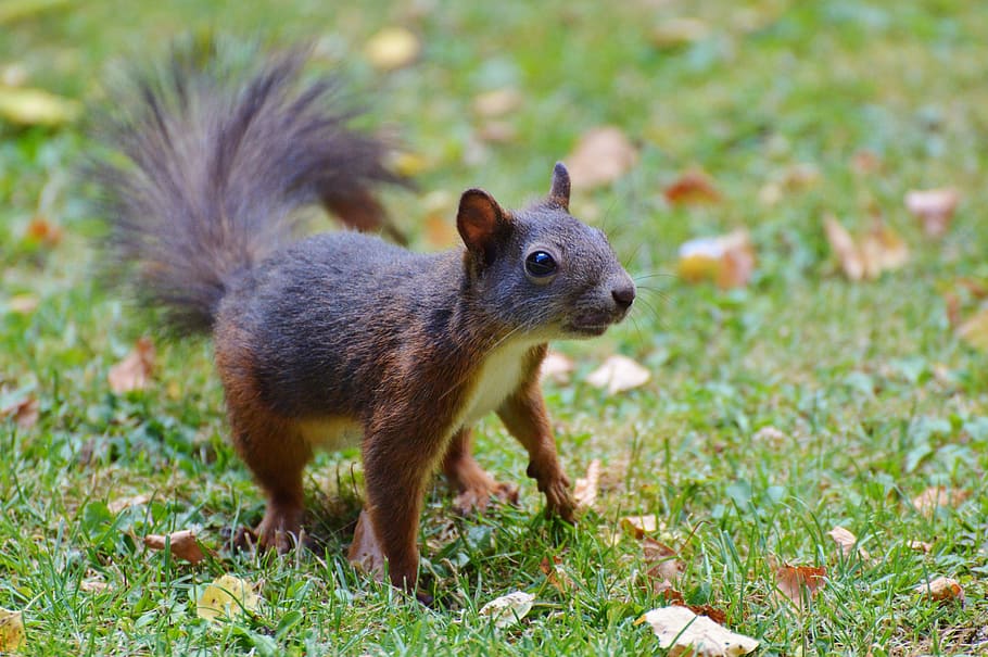 black and brown squirrel at lawn, Nager, Rodent, Cute, Nature HD wallpaper