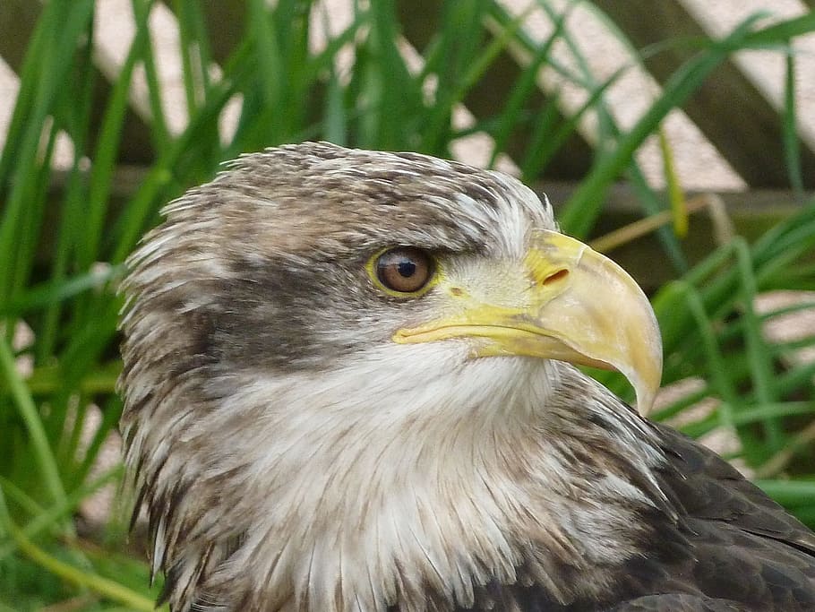 Eagle, Eye, Beak, Bird, Nature, Wildlife, feather, head, predator HD wallpaper