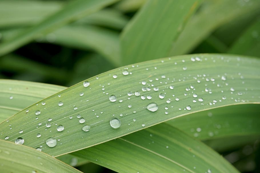 macro, water drops, reed, leaf, wet, plant part, green color HD wallpaper