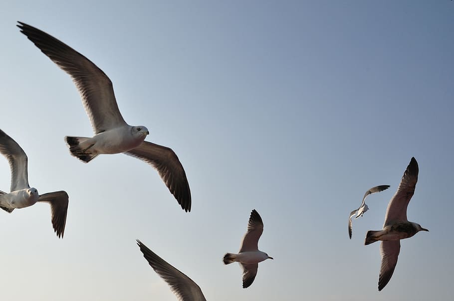 seagull, emergency, flight, wing, new, beach, animal, animals in the wild HD wallpaper