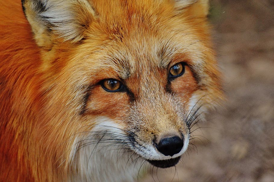 close-up photography of orange and white fox, close up photography, HD wallpaper