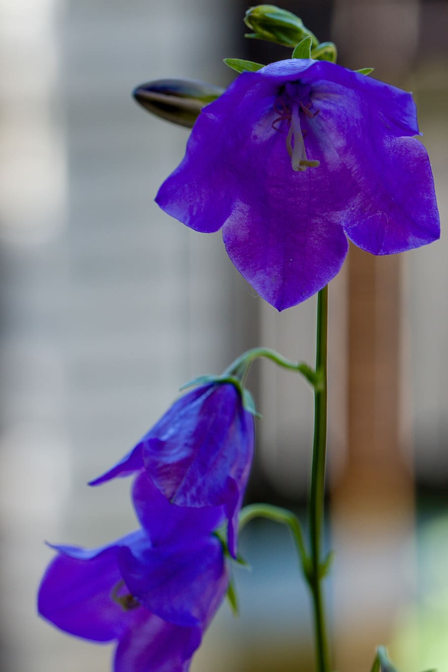 HD wallpaper: flower, bell, blue flower, flowering plant, vulnerability ...