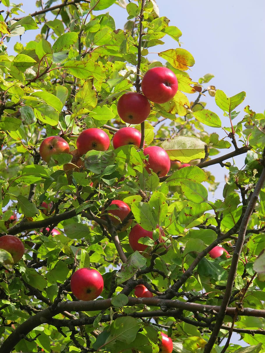 Apple Tree, Apple, Tree, Autumn, fruit, food and drink, leaf HD wallpaper
