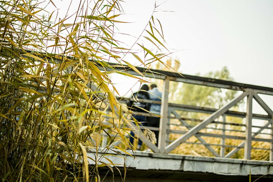 bridge, pedestrians, park, plant, day, nature, no people, sky HD wallpaper