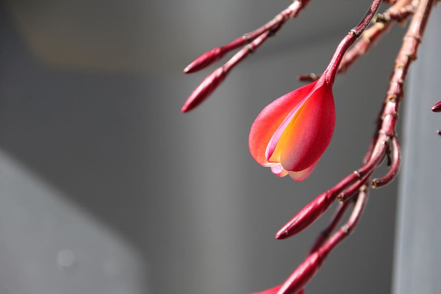 nature, flower, leaf, red, close-up, focus on foreground, plant HD wallpaper