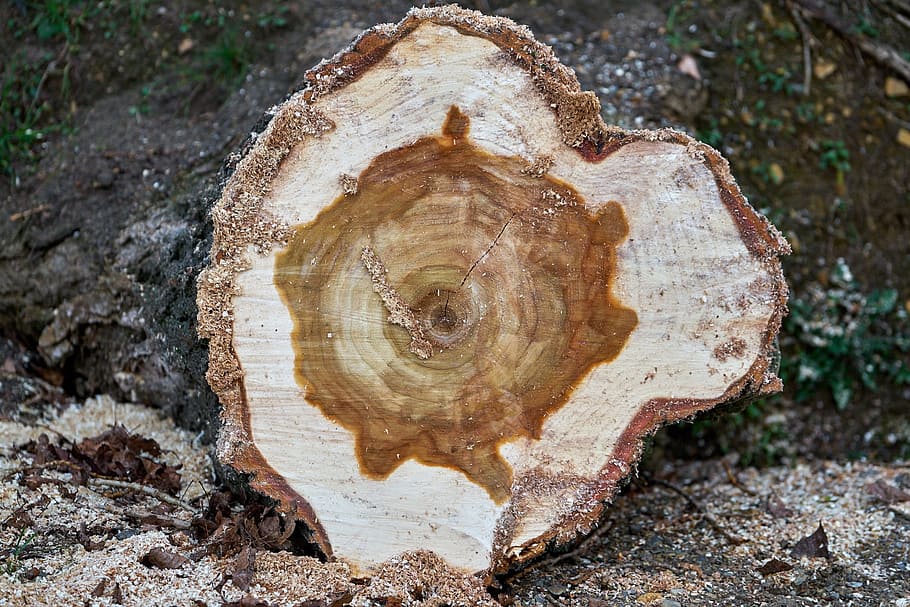 tree, log, tree cases, sawed off, storm damage, annual rings HD wallpaper